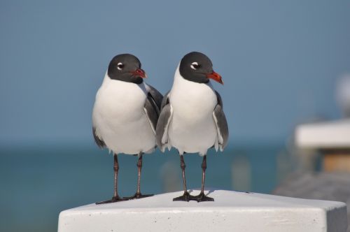 birds florida ocean