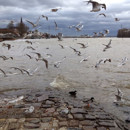 birds gulls water bird