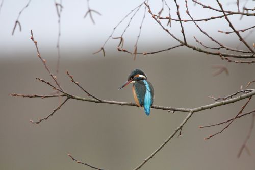 birds kingfisher bird