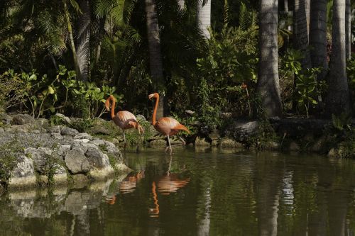 birds flamingo nature