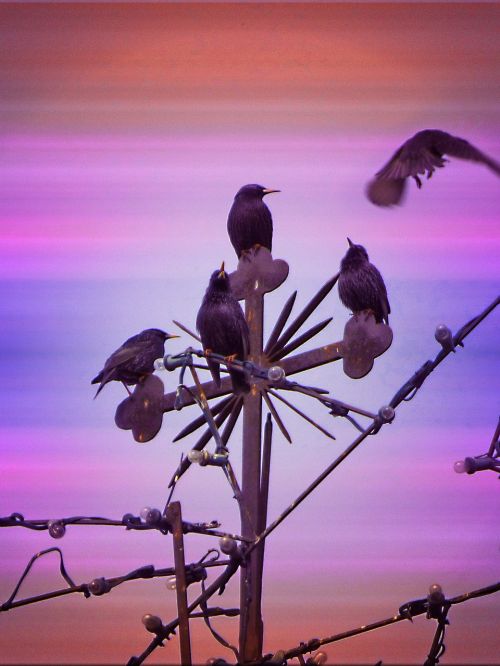 birds starlings metaphor