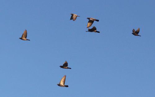 birds flight sky