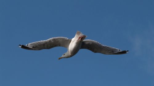 birds seagull gull