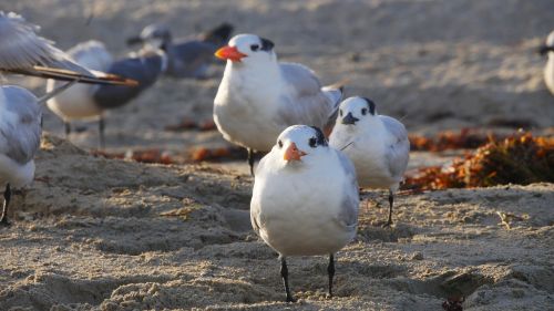 birds beach sea