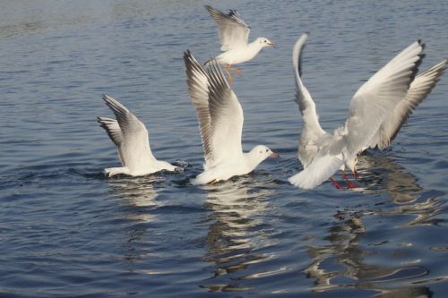 birds seagulls water