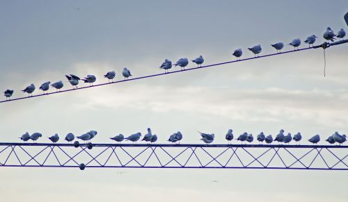 birds wire day