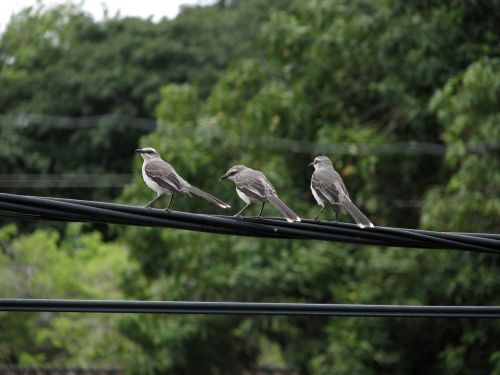 birds nature