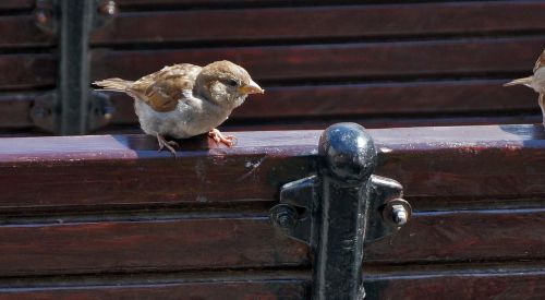 birds sparrow fence