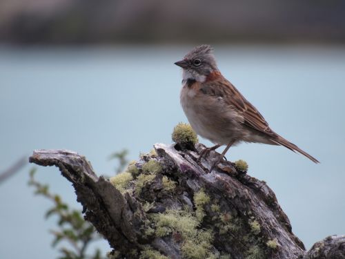 birds fauna nature