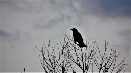 birds raven sunset