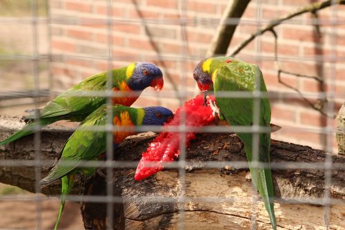birds parrot colorful