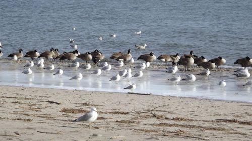 birds the seagulls beach