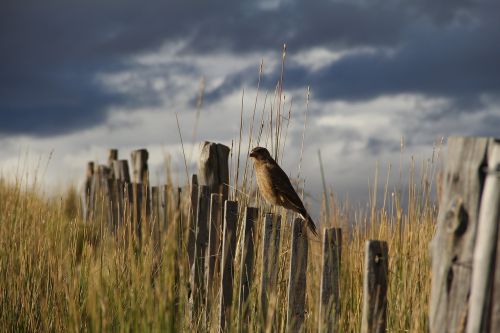 birds animals nature