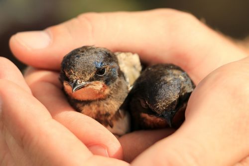 birds release freedom