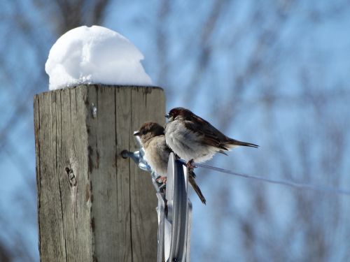 birds sparrows winter