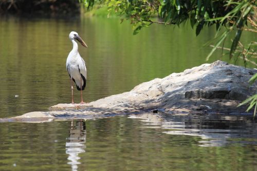 birds water stork