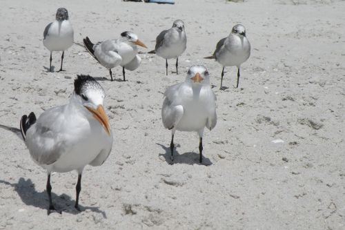 birds beach sand