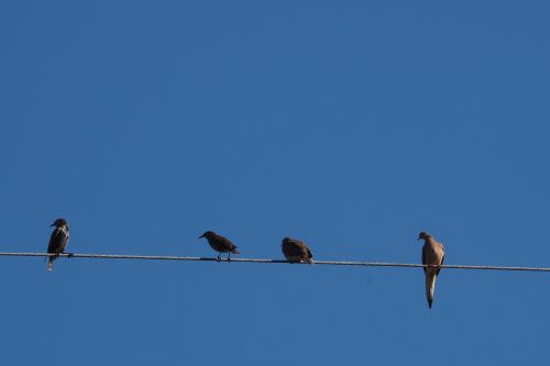 birds blue sky wire