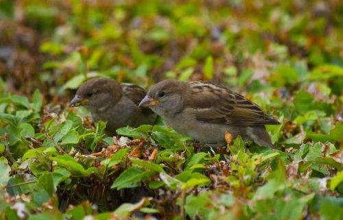 birds love cute