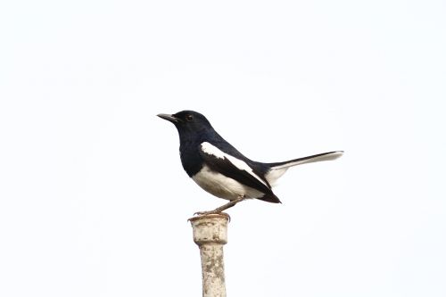 birds nature magpie