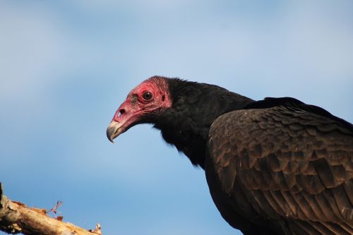 birds nature animals