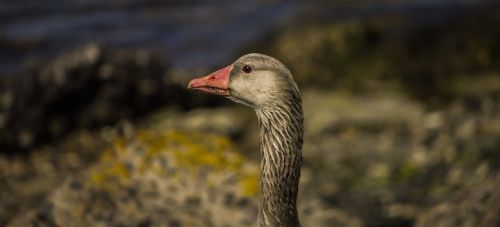 birds nature animals