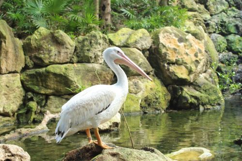 birds pelicans life