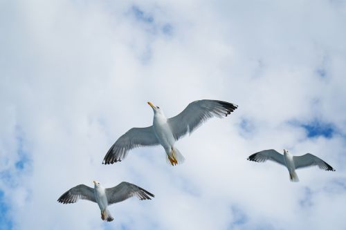 birds seagull gulls