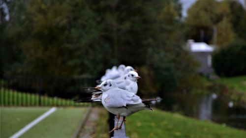 birds morning nature