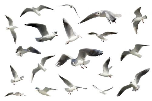birds seagulls seabirds