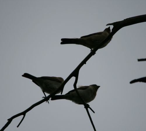 birds small trio