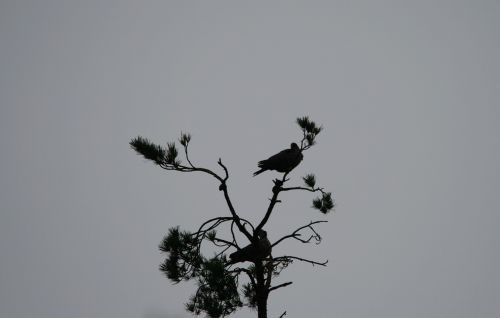 birds perched treetop