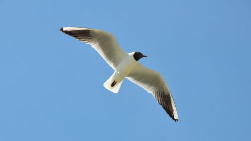 birds seagull nature