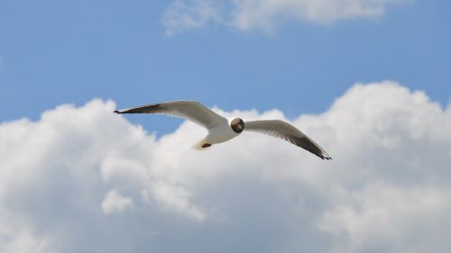 birds seagull nature