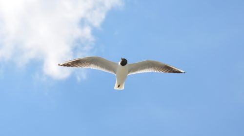 birds seagull nature