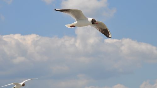 birds seagull nature