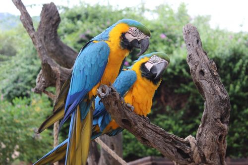 birds parrot animal
