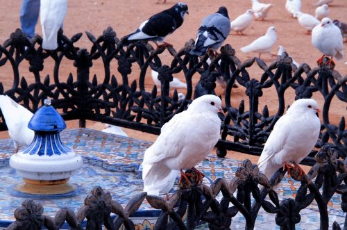 birds pigeon urban