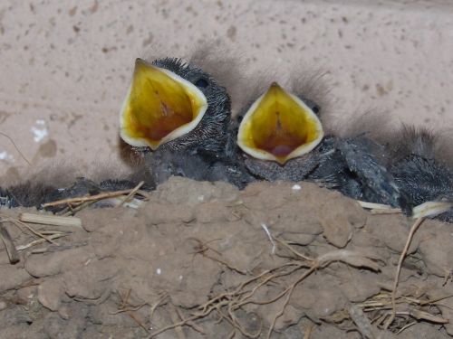 birds chicks nest