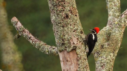 birds nature armenia