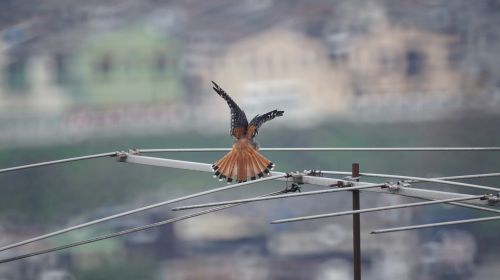 birds nature armenia