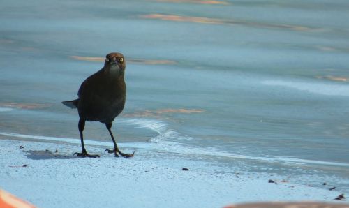 birds finlandia quindio