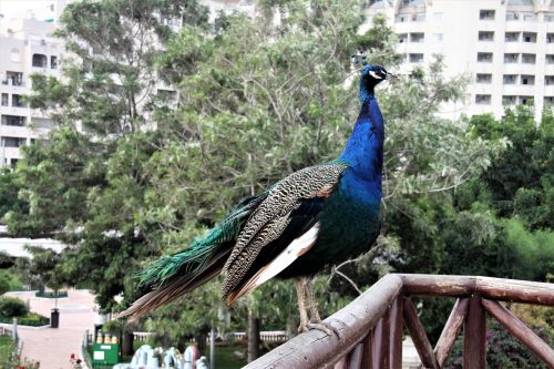 birds peacock animals