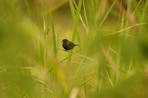 birds armenia quindio