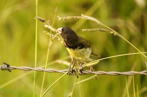 birds armenia quindio