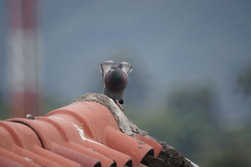 birds fauna nature