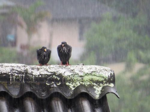 birds fauna rain