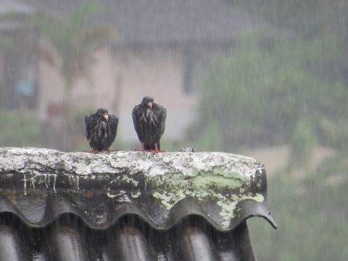 birds fauna rain