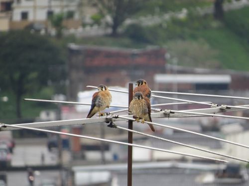 birds fauna nature