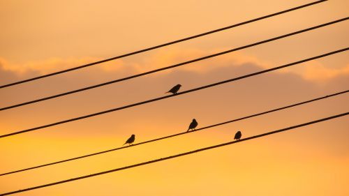 birds wire sunset